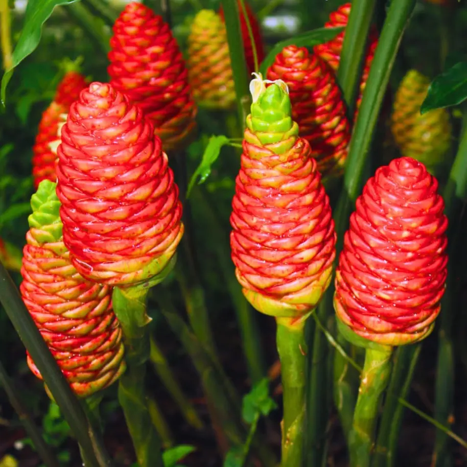 Pack of 8 Ginger Shampoo Rhizomes Hawaiian Shampoo Ginger Awapuhi Zingiber Zerumbet Tubers Red Lily Gingers Bulbs