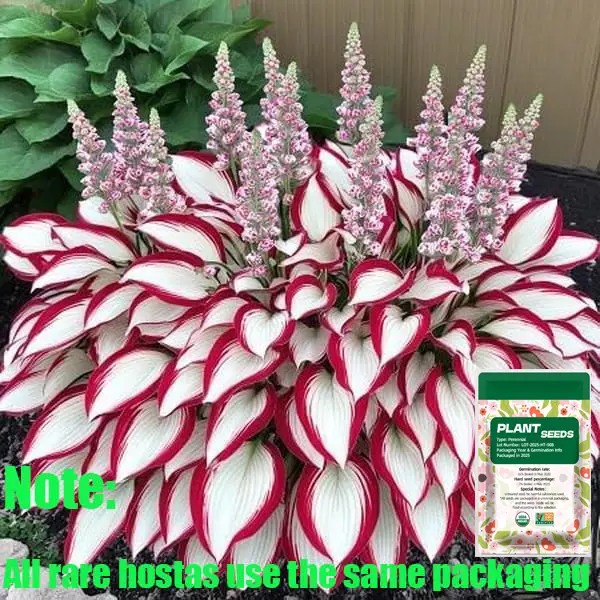 Hosta Plant Seeds - Elegant White and Red Varieties for Stunning Outdoor Spaces, Perfect for All Skill Levels