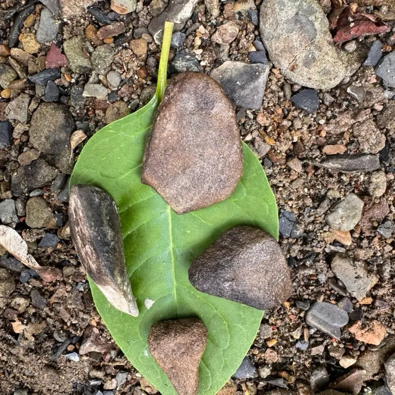 Pocket Rocks