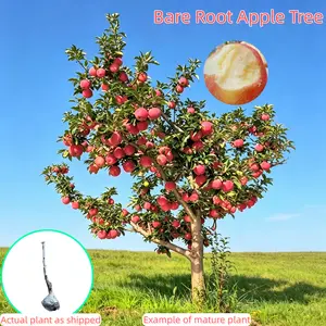 Bare Root Apple Tree/DeliciousHomegrown Fruit I Self-Fertile Variety IVigorous Root System I Perfect for BackyardGardens & Outdoor Planting I Simple Care &Low Maintenance | Great for GardeningEnthusiasts & Beginners
