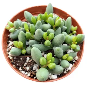 Adromischus oviforme