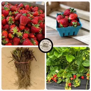 Cabot Strawberry Plants