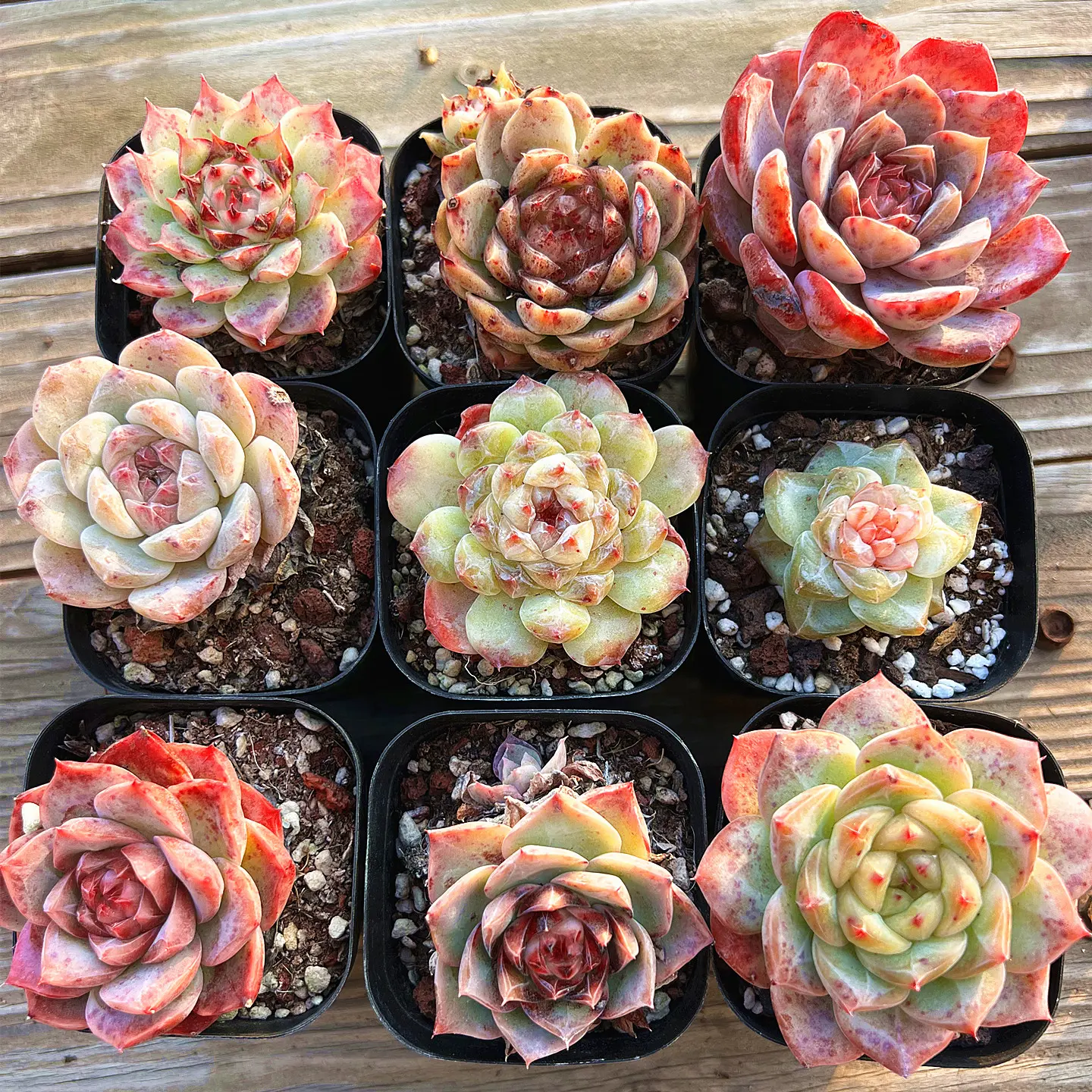 9-Pack Random Mixed Live Succulent Assortment - Rare Mini Varieties, Easy-Care Indoor Garden Plants, Home Desk Decor Gift,