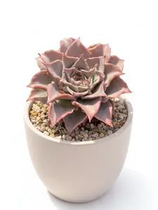 Live Echeveria 'Dumpling Skin' Rosette Succulent Plant, Rare Pink-Tipped Ruffled Leaf Indoor Houseplant, Fully Rooted Low Maintenance Drought Tolerant Succulent, Air Purifying Pet-Safe Non-Toxic Plant for Home, Office & Desk Decor,