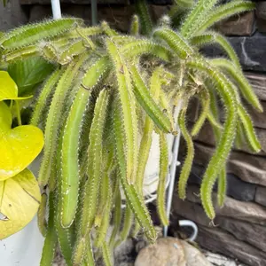 Cactus Plant with Long Green Stems and Spines, Ideal for Indoor and Outdoor Settings, Perfect for Plant Lovers