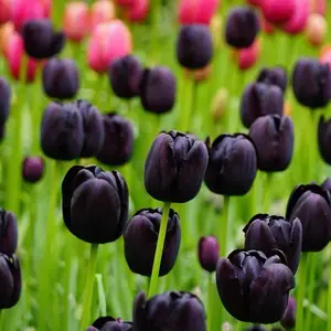 Black "Queen of The Night" Tulip Bulbs - Fresh Bulbs for Planting - Ship from Iowa, USA