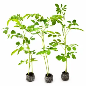 Organic Moringa Tree Live Plant 11 inch + | Moringa Oleifera Starter | Grow Your Own Superfood | Edible Medicinal Plant | Fast Growing Tree