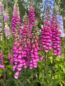 Foxglove Panther Pink seeds Foxglove Panther Pink seeds