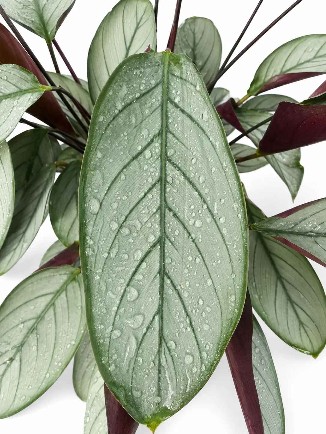 Calathea Setosa, Live Plant, Tropical Houseplant, Rich Colors, Rainforest Plant