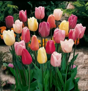 Product packaging: 【Universal packaging】200pcs tulip seeds mixed color Planting  Assorted Color Value Pack - Plant in Gardens Easy to plant flowers