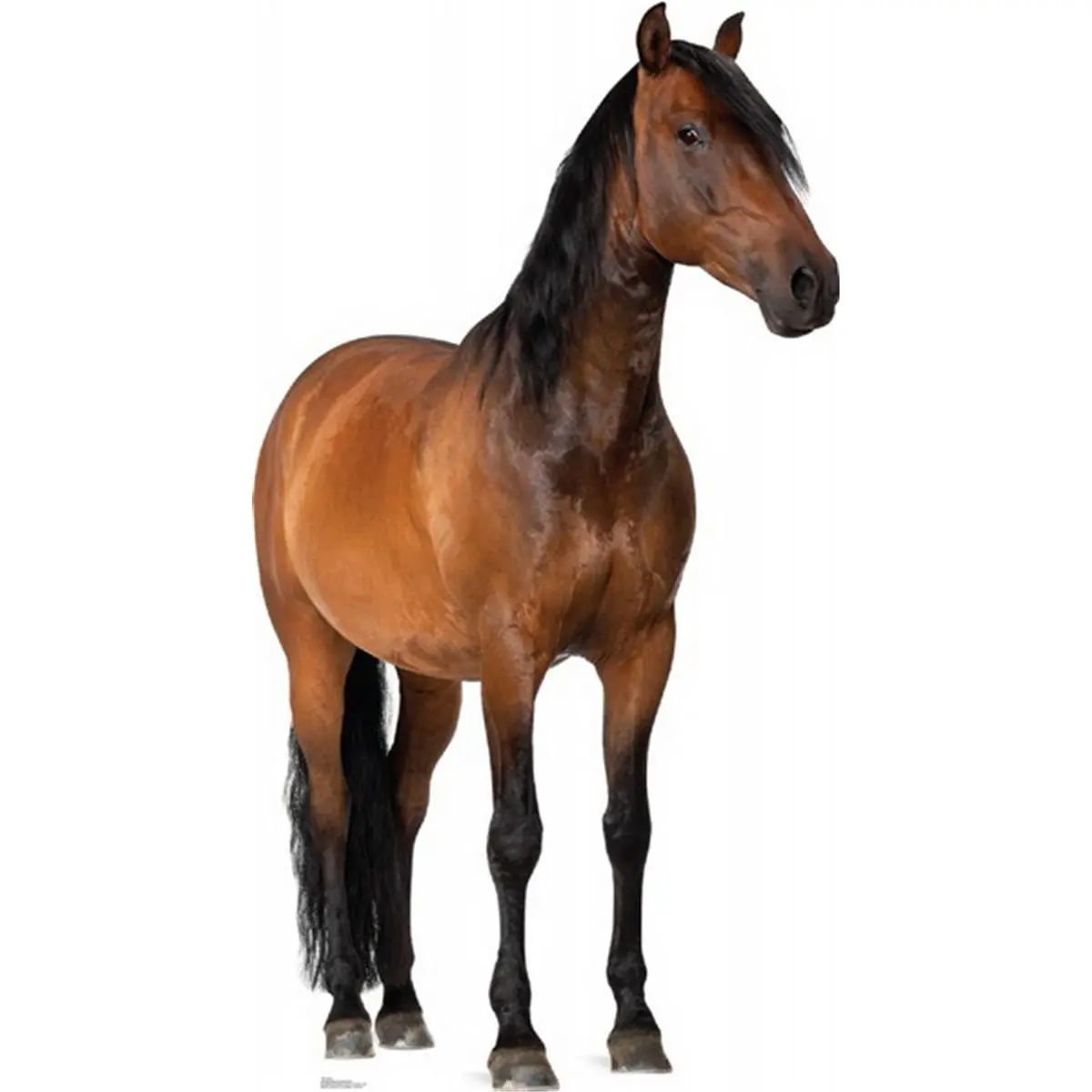 212 MAIN 1491 Large Horse Shape Cardboard Cutout, Home Decor Display Standup, Home Supplies with Easel Back, Included Easel for Decorative Setup