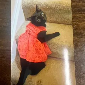 A Picture of My Cat in A Dress (Collectible Item 4x6inches)