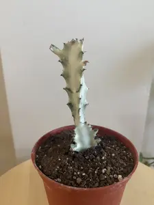 6" Euphorbia Lactea 'Dragon Bone'