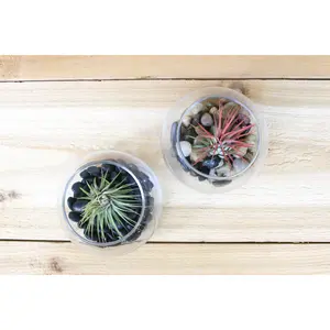 Oregon Riverbank Terrariums with Air Plants [2 Pack]