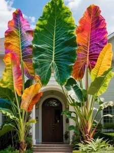 Rainbow-Colored Ornamental Plant – A Bold Statement for Your Garden