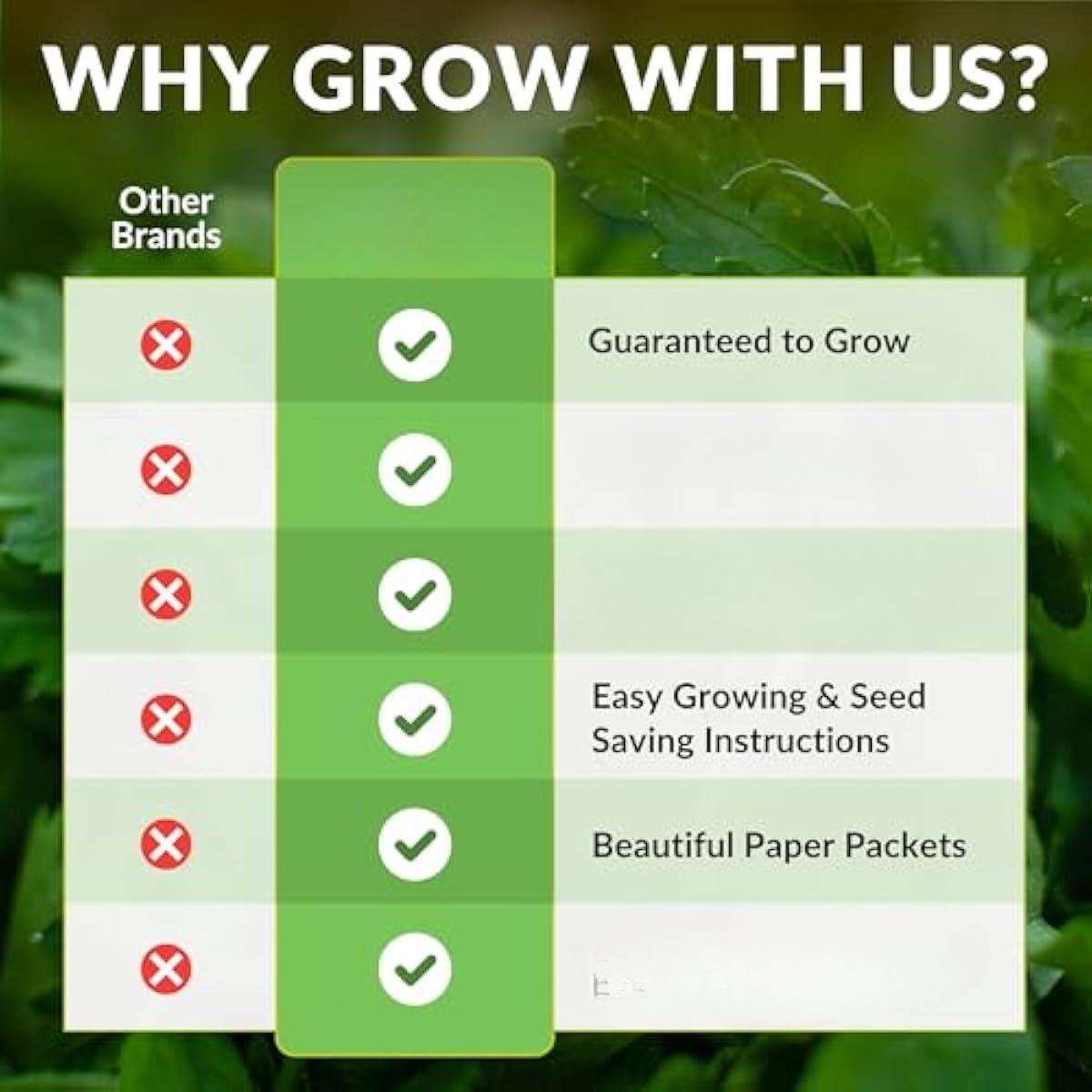 Indiangrass Seeds for Planting | Golden PrairPlant | Drought-Tolerant North American Native Grass - 1 Packie