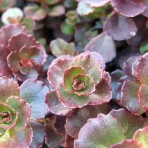 Fulda Glow Sedum