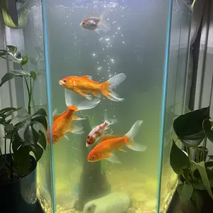 AquaMiracle U-V Aquarium Filter Fish Tank Filters Green Water Cleaning Filter Pump with Timer, Dual Mode (Aeration/Rainfall) for 10-120 Gallon Aquariums, Flow Rate and Direction Adjustable