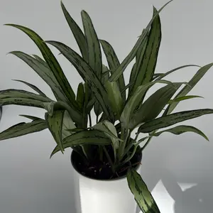 Aglaonema Cutlass 6" pot Rare House Plant with Unique Leaves, Beginner-Friendly Care for Indoor Home Decoration