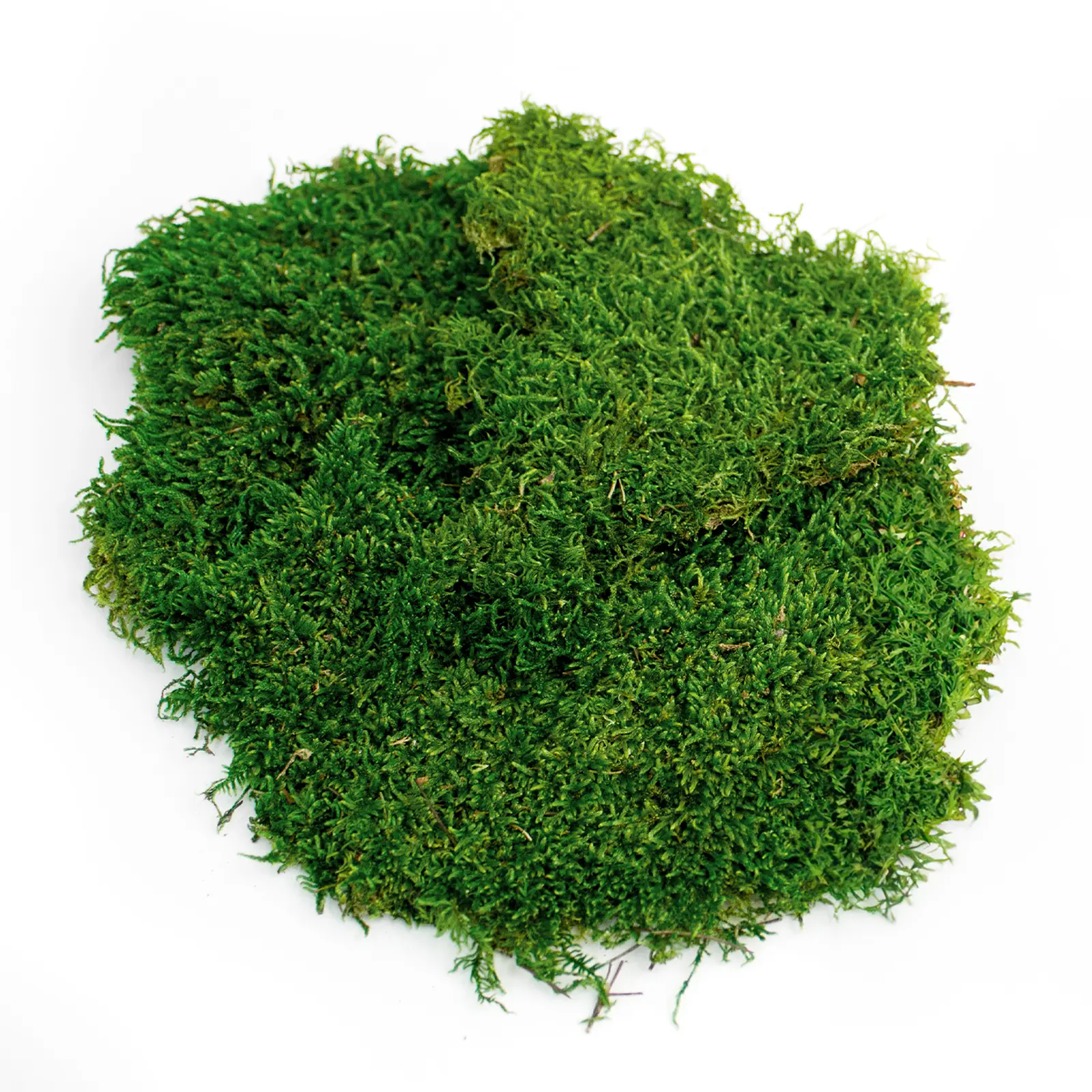 SuperMoss Preserved Sheet Moss - Premium Green Moss for Wall Decor, Table Runners, Kitchen Decor, Terrariums, Fairy Gardens, Wedding Decor, and Craft Projects