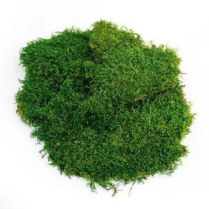 SuperMoss Preserved Sheet Moss - Premium Green Moss for Wall Decor, Table Runners, Kitchen Decor, Terrariums, Fairy Gardens, Wedding Decor, and Craft Projects