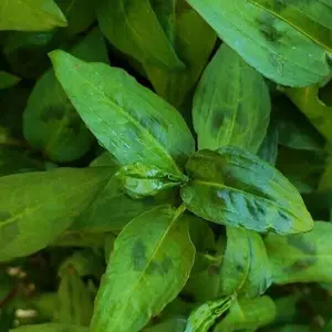 Vietnamese Coriander Live Plant Rau Ram Ship in 4” Pot 24H FAST SHIP
