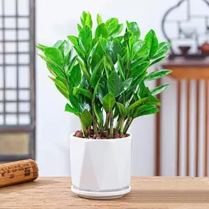 ZZ Plant, Zamioculcas Zamiifolia, Indoor, Outdoor, Live Houseplant, in Grower Pot, Nature’s Way Farms