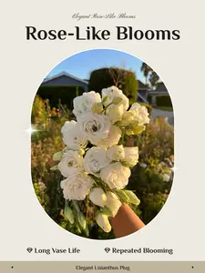 Lisianthus Plugs Starter Seedling Cut Flower Plants Elegant Rose-Like Flowers Mixed Variety Live Plant