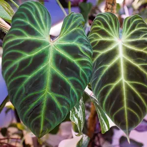 10 Jungle Philodendron Seeds to Grow - Popular House Plant