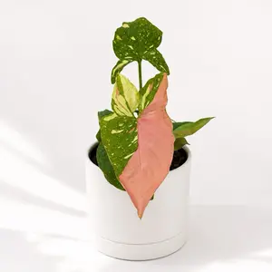 Syngonium Red Spot Tricolor 4” Pot – Rare Collector’s Houseplant | Pink, Cream & Green Variegation | Easy Care Indoor Plant
