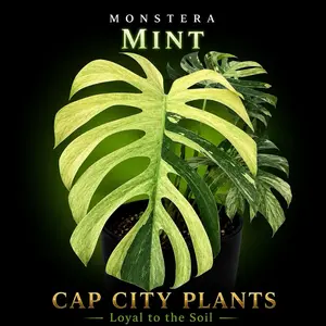 Monstera Mint Tissue Culture