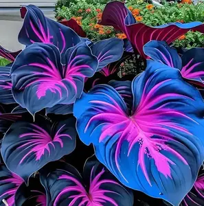 1000PCS Hosta Seeds Perennial Garden Favorite – Strong & Reliable Growth