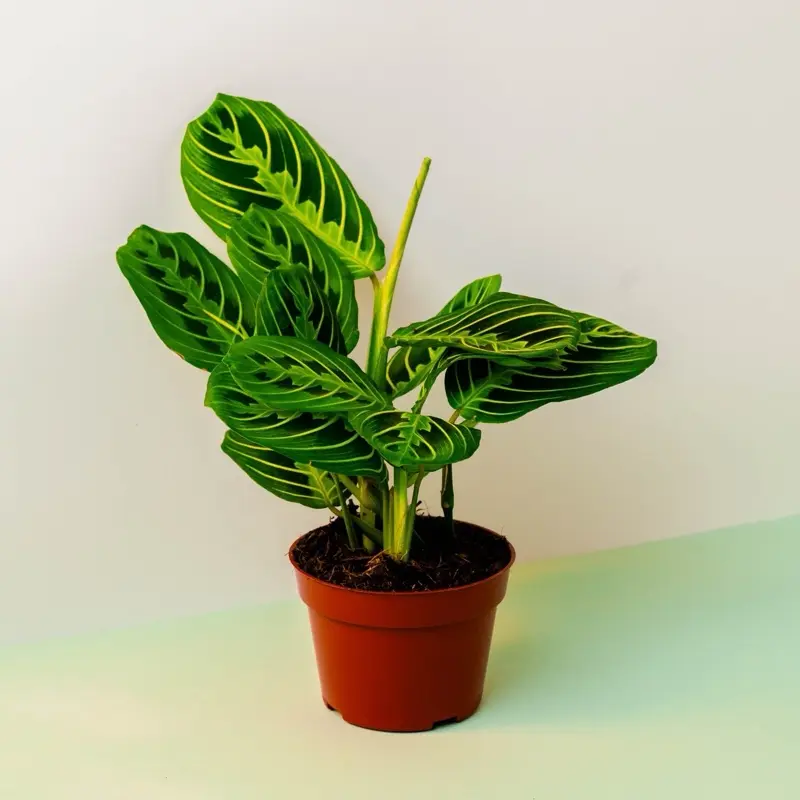 Maranta Lemon Lime - 4 Inch Pot