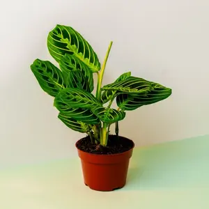 Maranta Lemon Lime - 4 Inch Pot