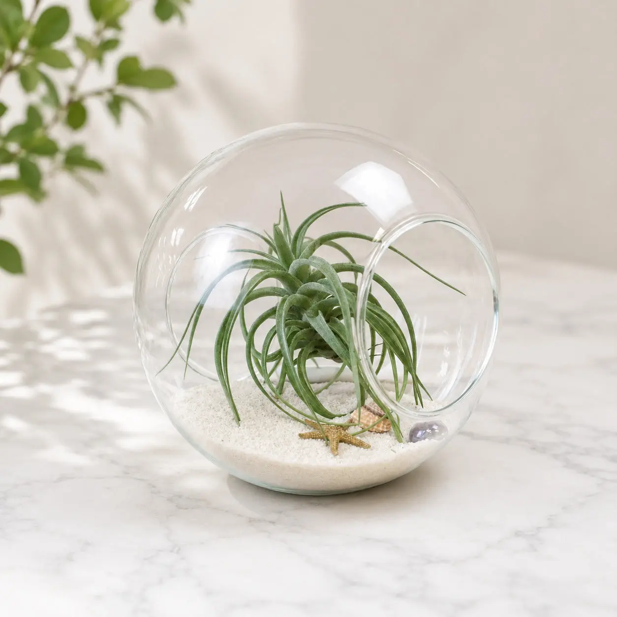 Large Beach Terrarium with Tillandsia Air Plant & White Sand