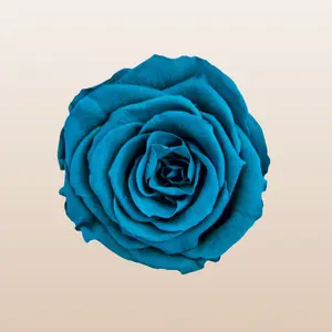 Preserved Roses Cyan Blue