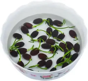 10 Pcs Mixed Color Bonsai Bowl Lotus Seeds - Exotic Water Lily Flower Plant Seeds for Ornamental Pond and Home Planting