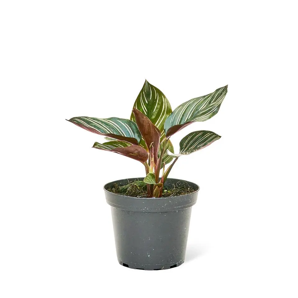 Calathea 'Pinstripe', Small