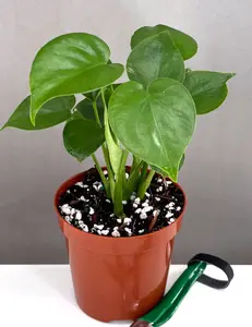 Monstera Deliciosa