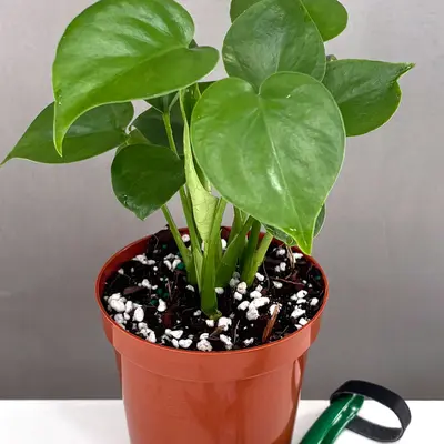 Monstera Home Depot - TikTok Shop