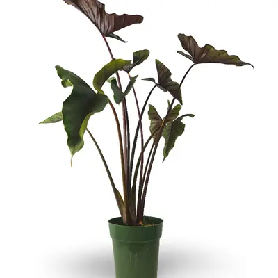 Bella Asst Tropical Plant Purple - TikTok Shop