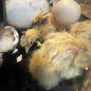 Incubator for Hatching Eggs, 12 Egg Incubator with Automatic Egg Turning, Temperature & Humidity Display, Egg Candler, Auto Water Filling,Smart Egg Incubator For Hatching Chicken Duck Quail Parrot Goose