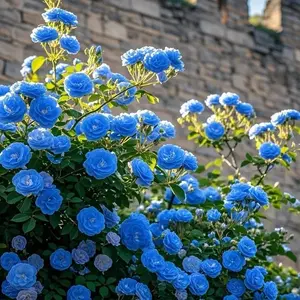 200 Pcs Rare Blue Climbing Rose Seeds – Beautiful Heirloom Flowers for Balcony Pots, Garden Arches, and Yard Decoration