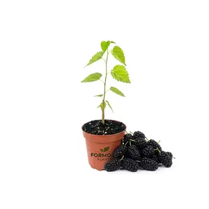 Everbearing Mulberry Tree - 1 Live Plant in a 4 Inch Pot - Edible Fruit Bearing Tree, Sweet Dark Berries for Patio and Garden - Morus nigra