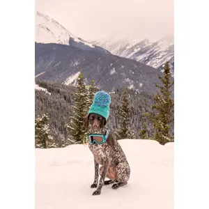 The German Shorthaired Pointer, Aspen