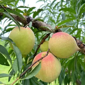 Fast-growing living peach tree seedlings, home gardening fruit trees
