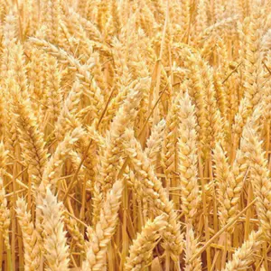 Heirloom Soft White Wheat Seeds - Organic and Regenerative Gardening Seeds