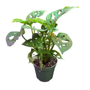 Monstera Adansonii Swiss Cheese 4” Pot - Beautiful Indoor Plant Known for Its Unique Leaf Patterns and Air Purifying Qualities. A Perfect Addition for Plant Lovers and Home Decor Enthusiasts!