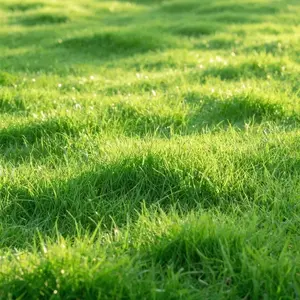 400,000 High-Performance Seeds: Build a Dense, Carpet-Like Lawn Quickly with All-Season Strength for Golf Greens.