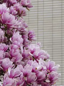 Green River 5 Purple Magnolia Seeds - Fragrant Flowering Tree, Premium Seeds for Spring Blooms & Wildlife Friendly - Decor Decorative Tree for Landscape & Garden Use - Hardy Zones 7-9